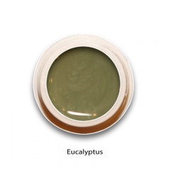 Eucalyptus